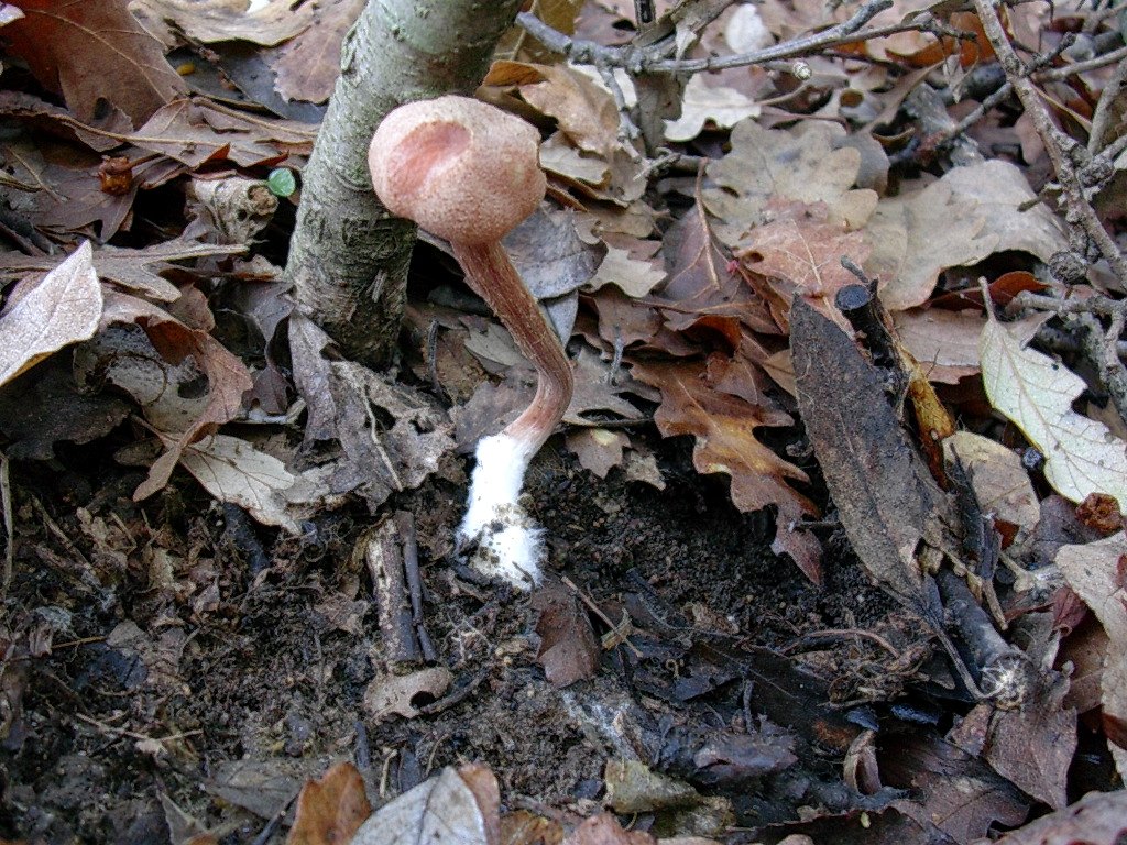 1213 Gennaio vecchio ritrovamento